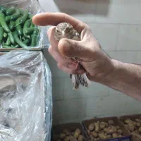 سره قناری سره دماوندی سره باغی