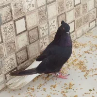 اشعل دم سفید ماده