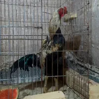 خروس لاری