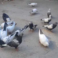 کبوتر دم دار