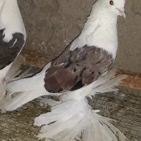 کبوتر دوکت پاپر ماده
