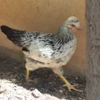 مرغ نژاد دار