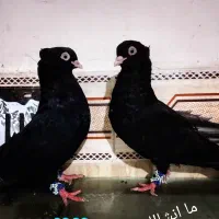 کفتر زاغ آبادانی اصل