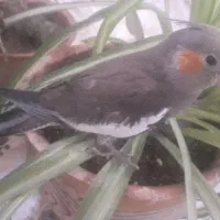 جوجه عروس هلندی سرلاکی و دونخور
