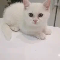 بریتیش سفید