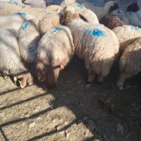 بره
