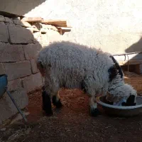 گوسفند