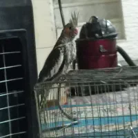 جوجه عروس گمشده