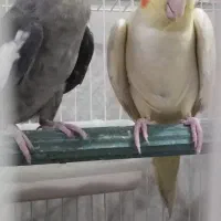 جفت عروس هلندی