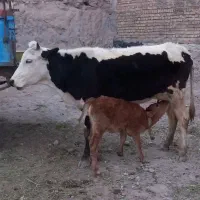 گاو ماده آبستن سمینتال به همراه گوساله ماده