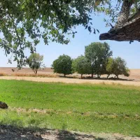 زمین-روستای-قمام-فروشی