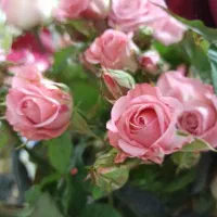 گل رز هلندی