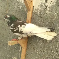 افشون . چپ کلاغ دم