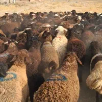 فروش گوسفند زنده جهت قربانی