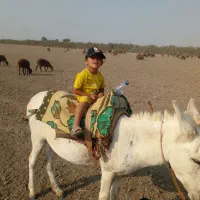 فروش خرسفید