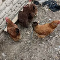 مرغ تخمی جوان
