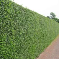 نهال ترون برای حصار و مرزکشی و تفکیک آبشار طلایی