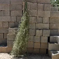 بذر یونجه USAبا تناژ 9تن در هکتار تضمینی