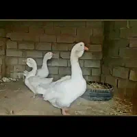تخم قوغاز لیندا تازه درجه یک