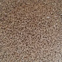 یک‌تن‌گندم‌پیشگام