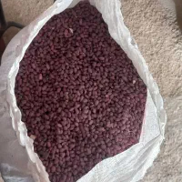 لوبیا قرمز دانه درشت