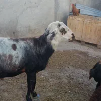 گوسفند نر اصیل