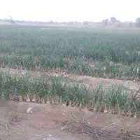 اجاره زمین کشاورزی قلعه قاضی