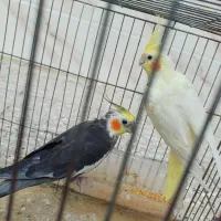 عروس هلندی دو عدد