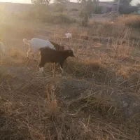 بیگ یابز