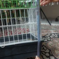 فروش فوری قفس