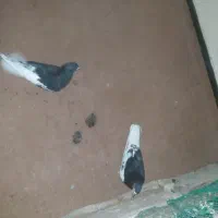 کفترچپ گل|پرنده|بندر ماهشهر, |دیوار