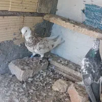 جفت مایعه کبوتر