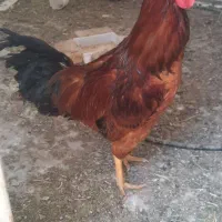 خروس جوان