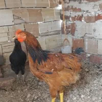 جوان|حیوانات مزرعه|ارومیه, |دیوار