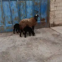 میش و بره افشاری