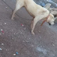 سگ الابای|سگ|چورزق, |دیوار