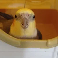 یک جفت عروس هلندی مولد