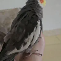 عروس هلندی