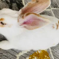 خرگوش