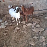 دوراس برماده رومانوف یه راس شیشک میش سومالی