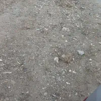 زمین-قولنامه-ای-امیر-اباد