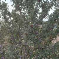 الوحج حسنی