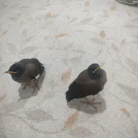 جوجه مرغ مینا