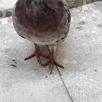 کبوتر سرور نر سالم و سرحال