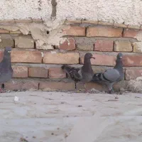کبوتر پلاکی