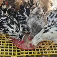 فروش مرغ و گلین خال سوزنی چهل تاج ریش فول