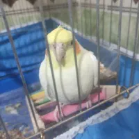 عروس هلندی
