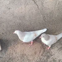 عویدی هفترنگ