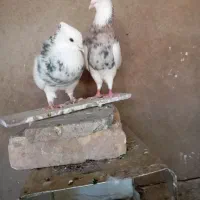 سلام جفت نروماده طوقی کرمانشاهی