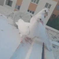 جوجه کفتر